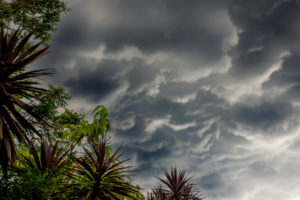 DARK STORM CLOUDS CAN BE SEEN ABOVE PALM TREES.