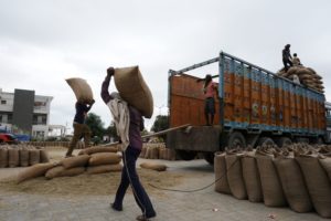 WORKERS ARE CARRYING BAGS OF RICE OVER THEIR HEAD ONTO A TRUCK BED.